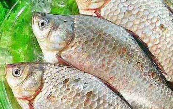 魚的食用和醫用價值更是推崇備至 常吃魚有益于滋潤肌膚