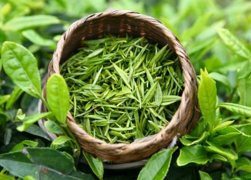 喝綠茶有減肥的功效嗎?喝綠茶能減肥嗎