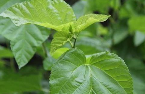 荷葉真的有減肥功效嗎 桑葉茶喝了能減肥嗎