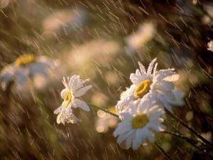 梅雨季節是什么時候？梅雨季節吃什么