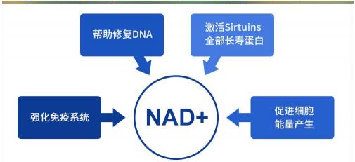 杉寶NMN:無(wú)懼年齡,“頂級(jí)富豪”的逆齡秘密走出實(shí)驗(yàn)室