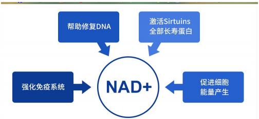 深挖NMN成分,教你如何正確抗衰長壽