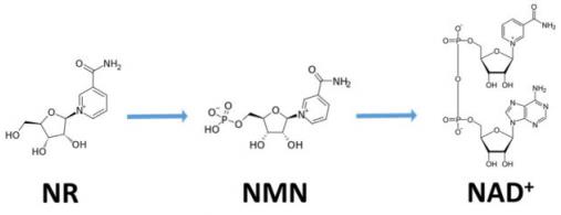 【杉寶解讀】NAD+可保護神經元,對抗多種神經退行性疾病