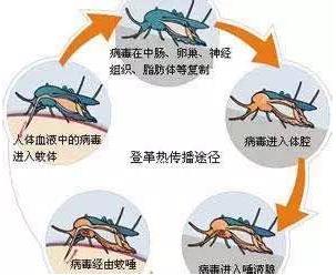 新加坡遭遇史上最嚴重登革熱疫情,感染病例已超2萬,死亡19例