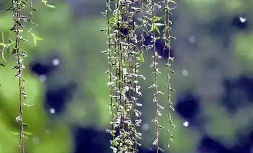 飛絮有哪些危害?如何預(yù)防飛絮過敏?