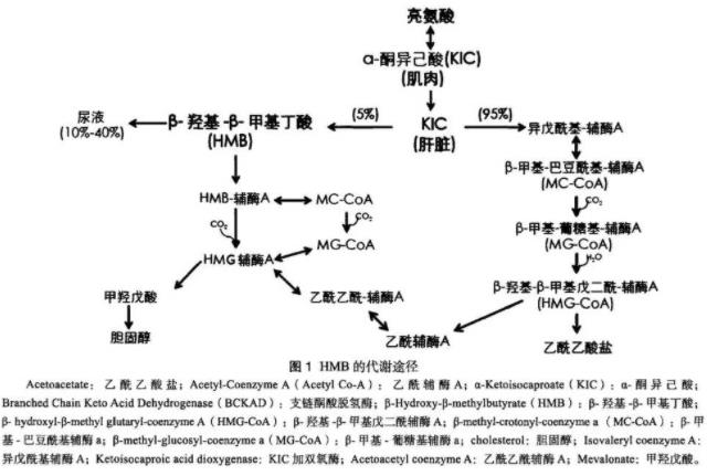 從臨床到養(yǎng)生,肌肉流失克星HMB蛻變史