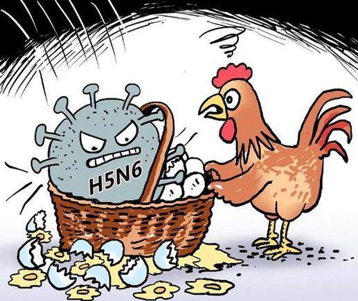 禽流感的癥狀是什么?如何預防禽流感