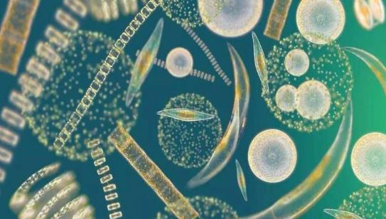 【一盞燈健康】腸道菌群失調引發癌癥,益生菌真的能抗癌?