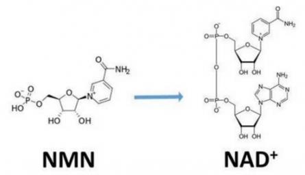 NMN抗衰老得到多方認證,陪你“慢慢”變老