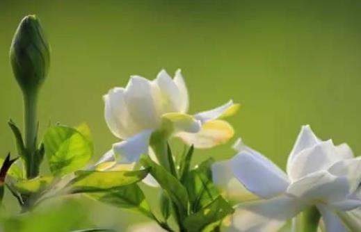 梔子花會(huì)引起鼻炎及過敏嗎?梔子花有哪些作用?