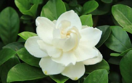 梔子花會(huì)引起鼻炎及過敏嗎?梔子花有哪些作用?