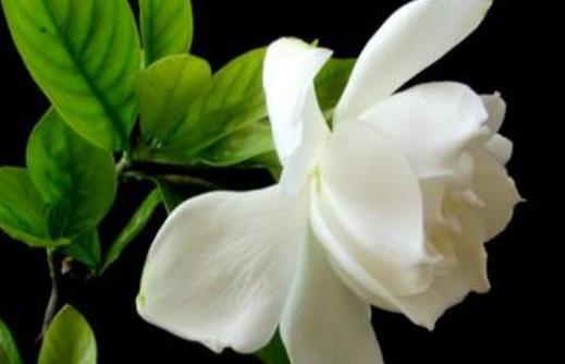 梔子花可以放在室內嗎?梔子花有哪些功效?