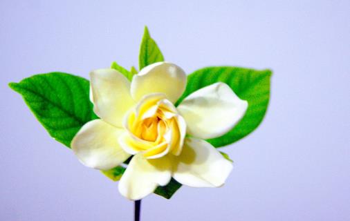 梔子花會(huì)引起鼻炎及過敏嗎?梔子花有哪些作用?