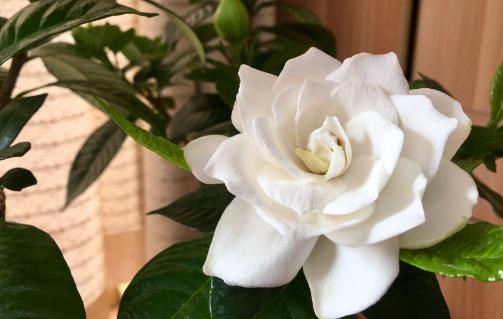 梔子花可以放在室內嗎?梔子花有哪些功效?