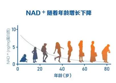 NMN的好處 為什么老年人超級喜歡