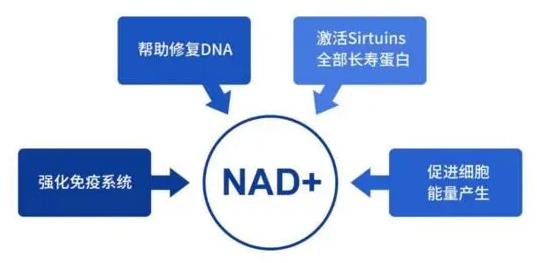 NMN“拍了拍”你 告訴你如何保護“腰兒”