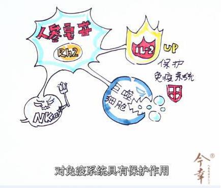 人參皂效果最好的為什么是Rh2