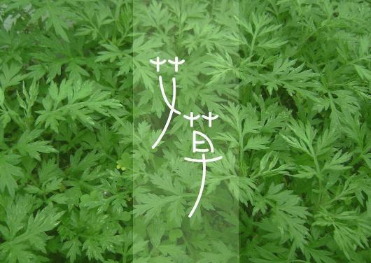 艾葉治好了嚴重胃病是真的假的?每天喝一杯艾葉水好嗎