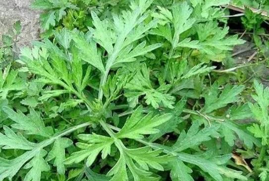 艾草泡腳下身有臟東西怎么回事?喝艾葉水月經會停嗎?