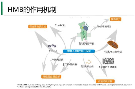 國內(nèi)居然有50%老人營養(yǎng)不良,補(bǔ)充HMB不容忽視