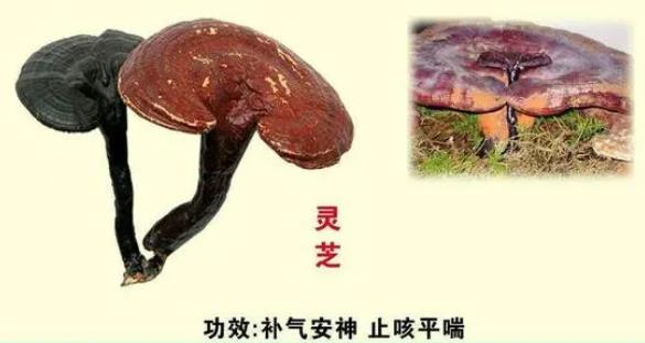 靈芝到底有多“靈”,很多人都低估了ta!
