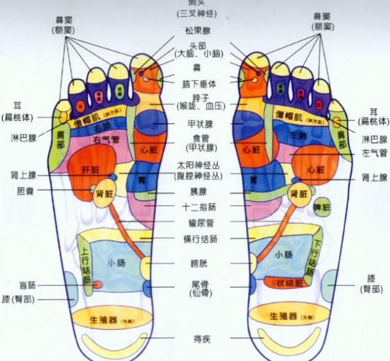 腳底反射區圖片,腳的結構與作用