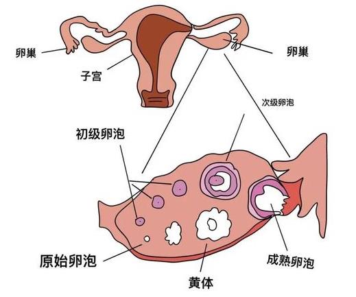 武漢仁愛醫院婦科:女生身上也是有“蛋蛋”的,我們一起來認識一下!