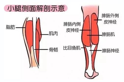 小腿吸脂為何是難點?廣州高尚形體雕塑來解疑