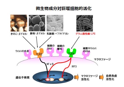 LPS的秘密 | Dr.LPS元気UP粉末顆粒劑
