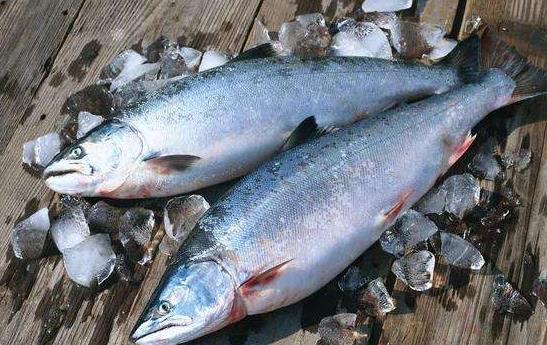 多吃海魚有助心血管健康 每周堅持吃3—4次海魚