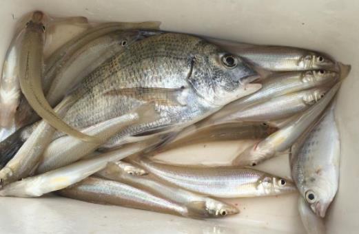 多吃海魚有助心血管健康 每周堅持吃3—4次海魚