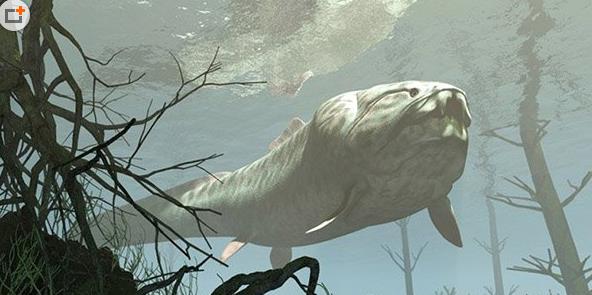 鄧氏魚3.jpg