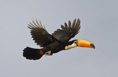 鳥鵎鵼2.jpg
