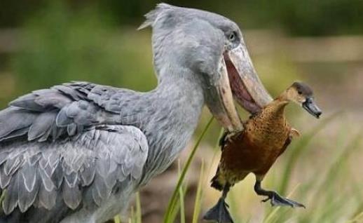 世界上頭最大的鳥(niǎo) 鯨頭鸛生吞鱷魚不在話下