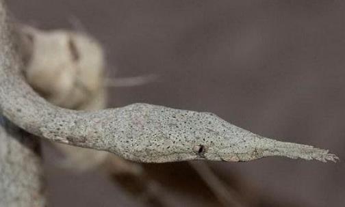 世界上最怪異的蛇 印度神廟的五頭蛇真實(shí)性受質(zhì)疑