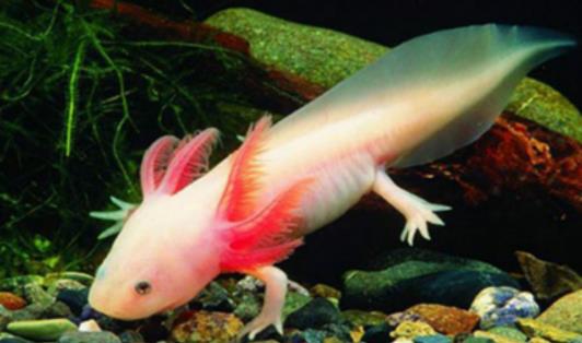 世界上最像外星生物的動物 阿特蘭提庫斯從沒見過