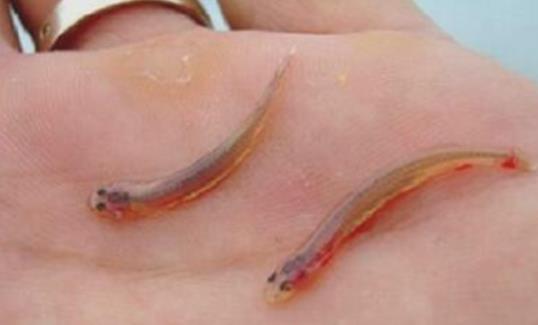 世界上最恐怖的鯰魚 吸血魚能夠鉆進人的尿道 吸取人體血液