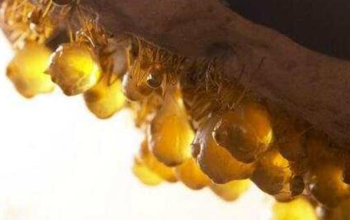 世界上最貪吃的動(dòng)物 蜜罐蟻卯足了勁進(jìn)食 直到肚子快要撐破為止