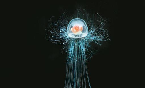 世界上最長壽的動物 燈塔水母可以返老還童 獲得無限壽命