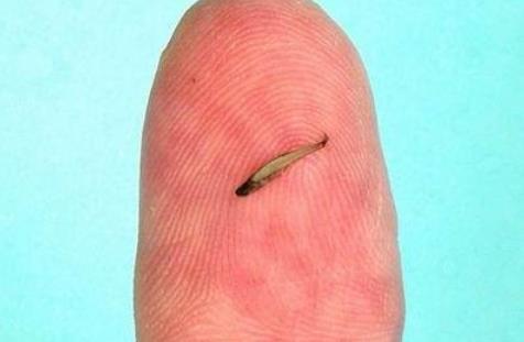 世界上最小的魚 胖嬰魚體長7毫米 沒有一個手指頭寬