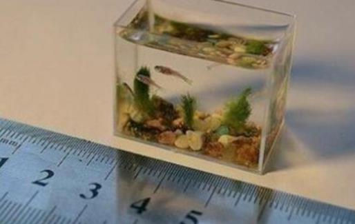 世界上最小的魚 胖嬰魚體長7毫米 沒有一個手指頭寬