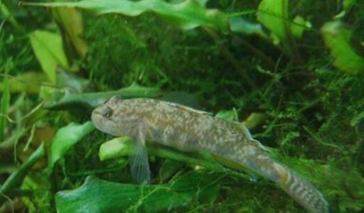 世界上最小的魚 胖嬰魚體長7毫米 沒有一個手指頭寬
