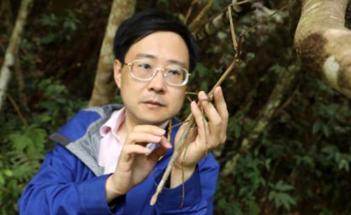 世界最大昆蟲 中國巨型竹節蟲首產卵成功孵化