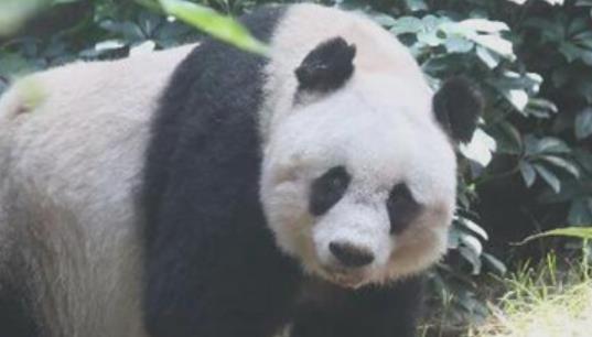 世界上最長壽的大熊貓 活了38歲相當于人類110歲