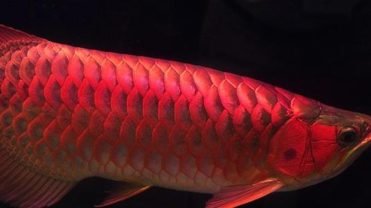 世界上最貴的觀賞魚 血紅龍賣出500萬元的高價