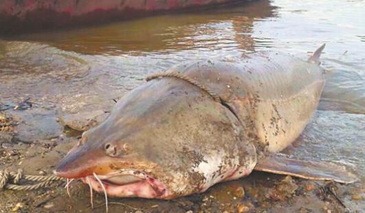 中國最大的淡水魚 黑龍江最大鰉魚500公斤