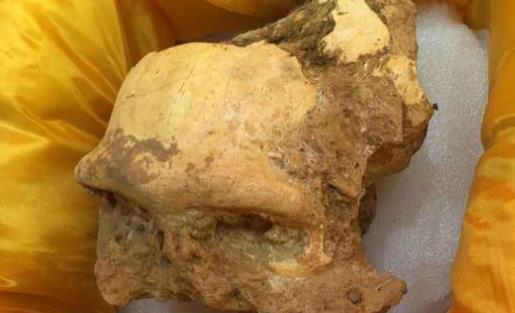 世界最早的較完整猿人化石 金牛山猿人距今已20多萬年