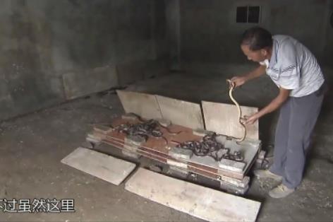中國第一蛇村 湖州子思橋村(上萬條蛇盤踞于此)