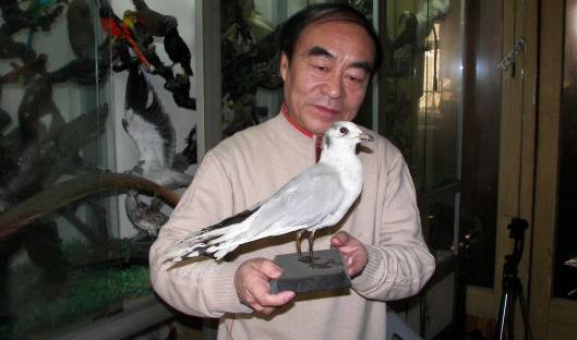 世界黑嘴鷗最多的地方 遼寧盤錦市有若干只黑嘴鷗