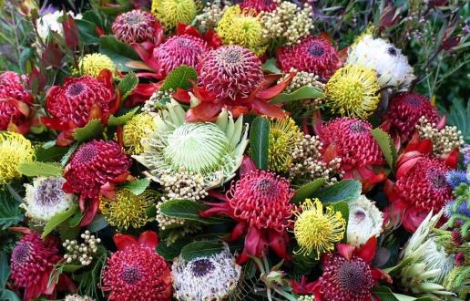 花期最長(zhǎng)的花 帝王花開(kāi)7個(gè)月之久